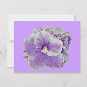 Violet violet africain