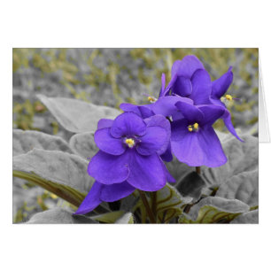 Violets