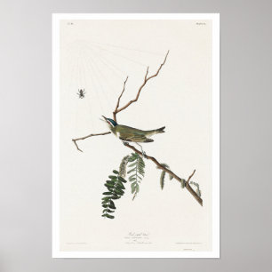 Vireo aux yeux rouges par Audubon Poster