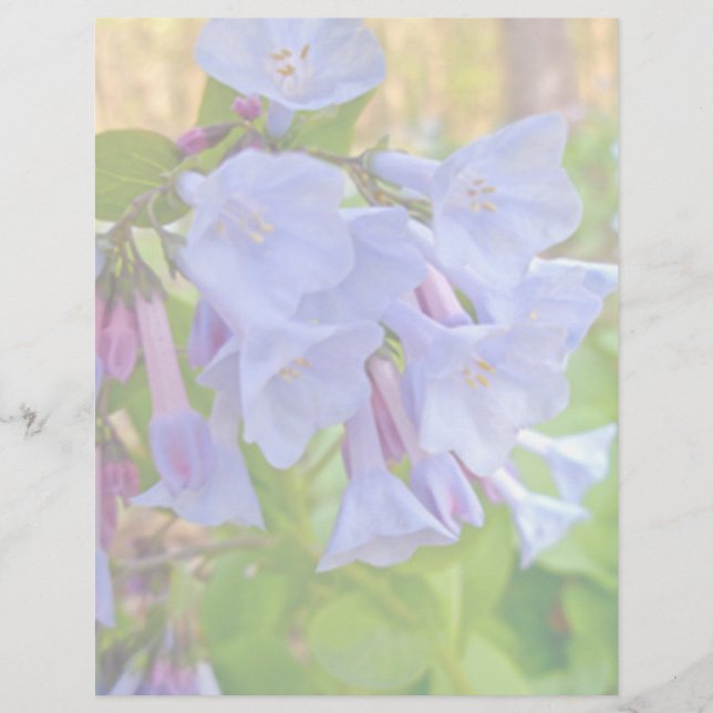 Virginia Bluebells Coordonnateurs (Devant)