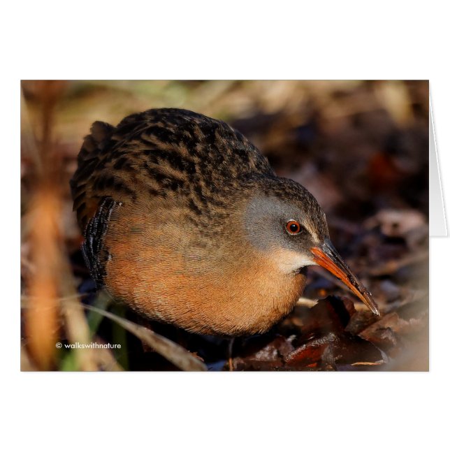 Virginia Rail dans le sous-brosse (Devant horizontal)