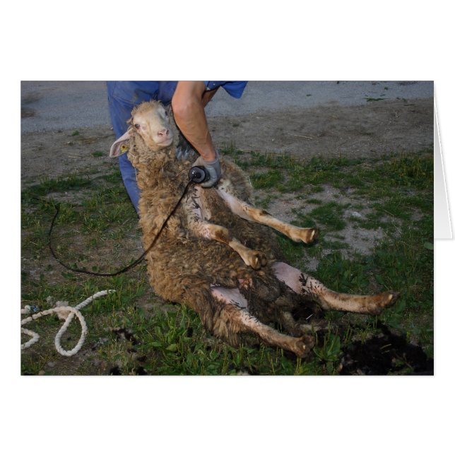 Vis du mouton (Devant Horizontal)