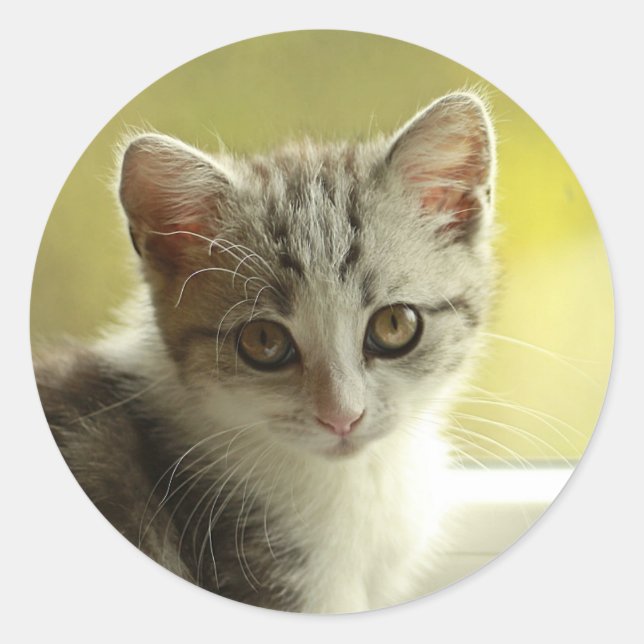 Visage de chaton mignon autocollant rond (Devant)