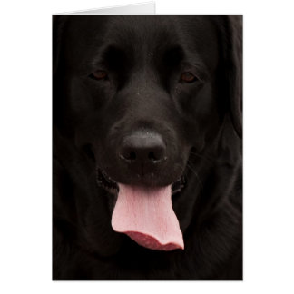 Visage de chien noir