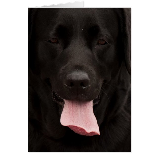 Visage de chien noir (Devant)