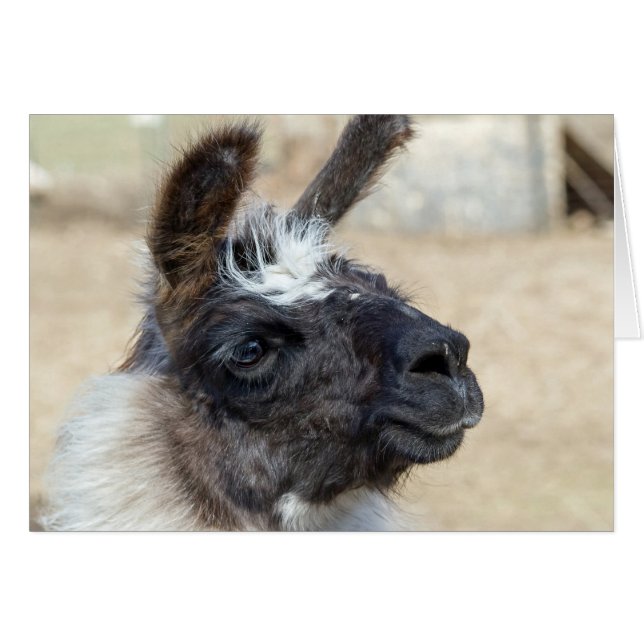 Visage de fourrure (Devant horizontal)