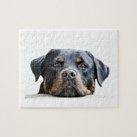Visage mignon de race de chien du rottweiler | puzzle