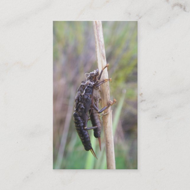 Visite Carte de guide de pêche de mouche (Devant)