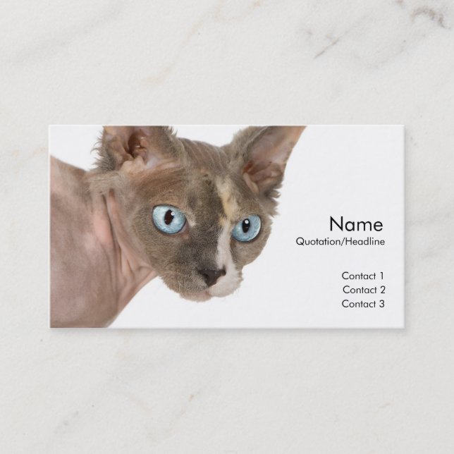 Visite Carte de profil Sphynx Cat (Devant)