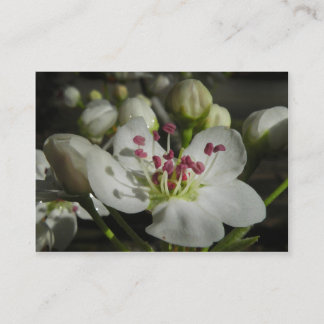 Visite Carte photo d'ATC de fleur de poire de Bradford