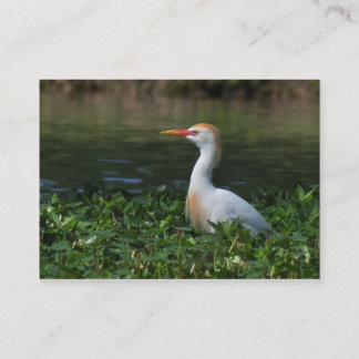 Visite Carte photo d'ATC de héron de bétail