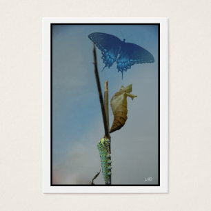 Visite Cartes de collection Busine d'artiste du papillon