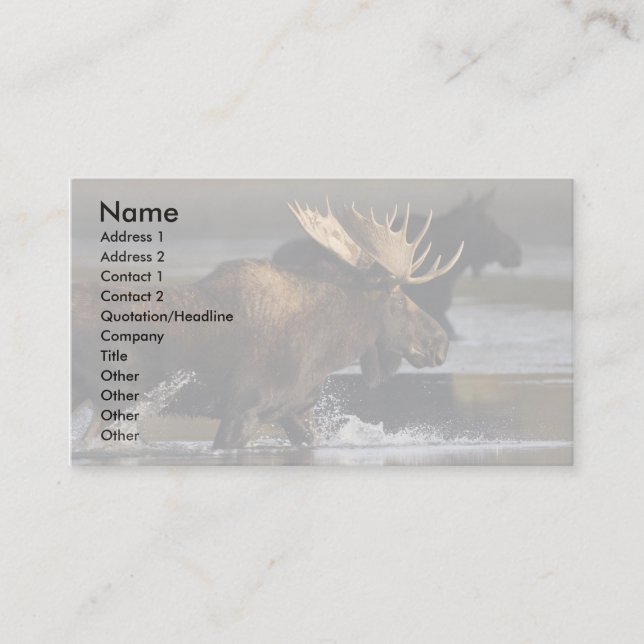 Visite profil ou carte de visite, éclaboussure d'orignaux (Devant)