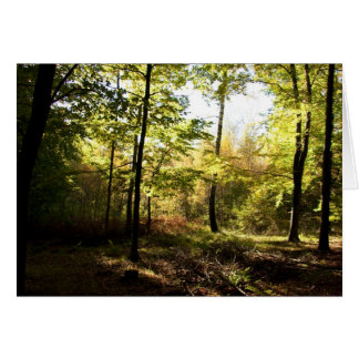 Vitrage de forêt