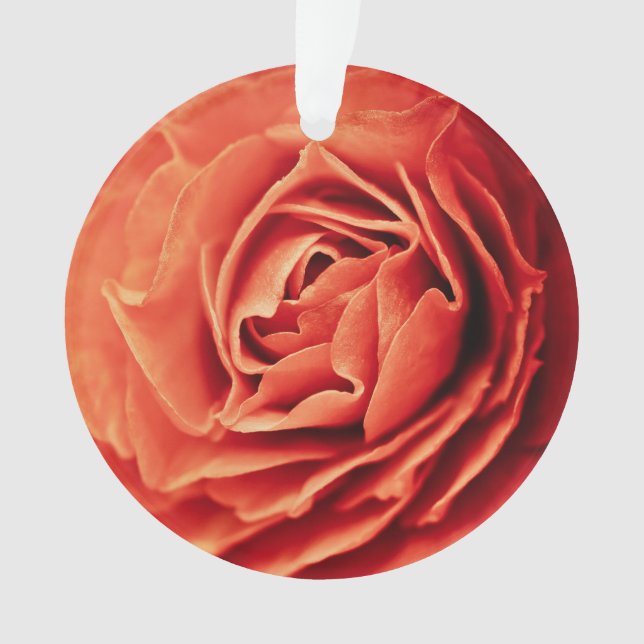 vivant rose (devant)