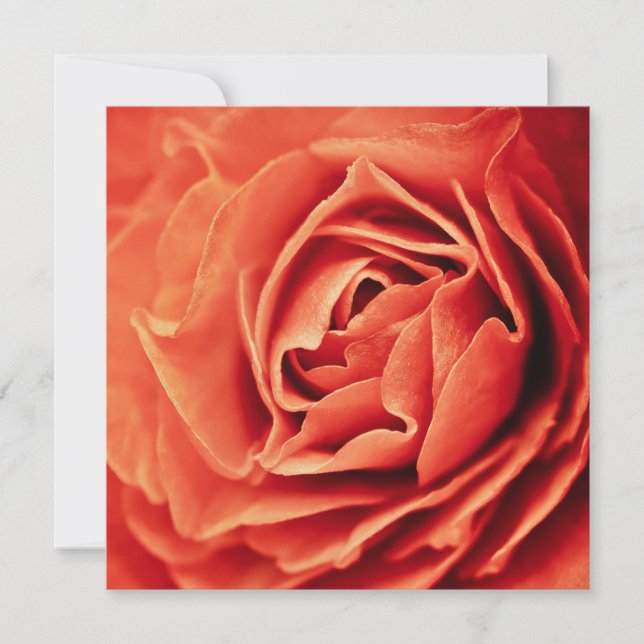 vivant rose (Devant)