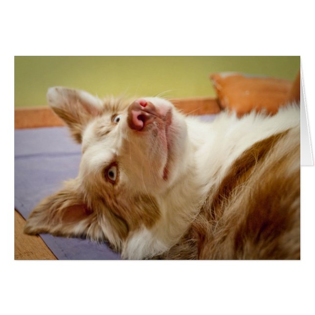 Vivats border collie détendant sur le lit (Devant horizontal)