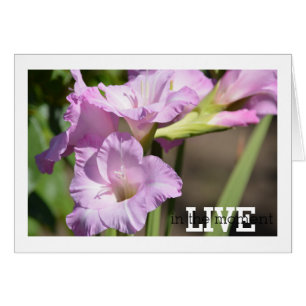 Vivez dans le Gladiolus Moment