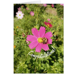 Vivid Cosmos Flower Félicitations Carte
