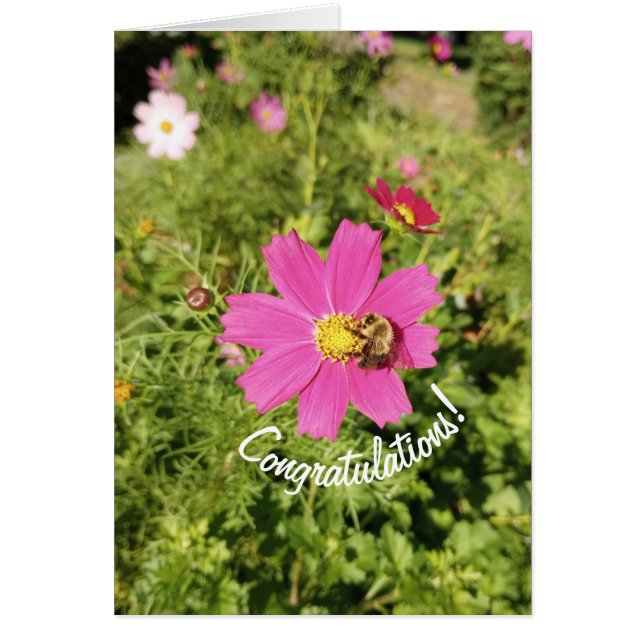 Vivid Cosmos Flower Félicitations Carte (Devant)
