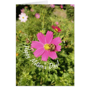 Vivid Cosmos rose Fleur Carte de la Fête des Mères