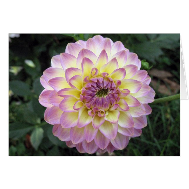 Vivid Lavender Creme Dahlia (Devant horizontal)