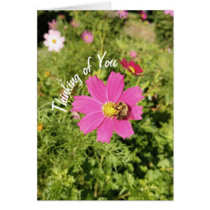 Vivid rose Cosmos Flower Penser de votre carte