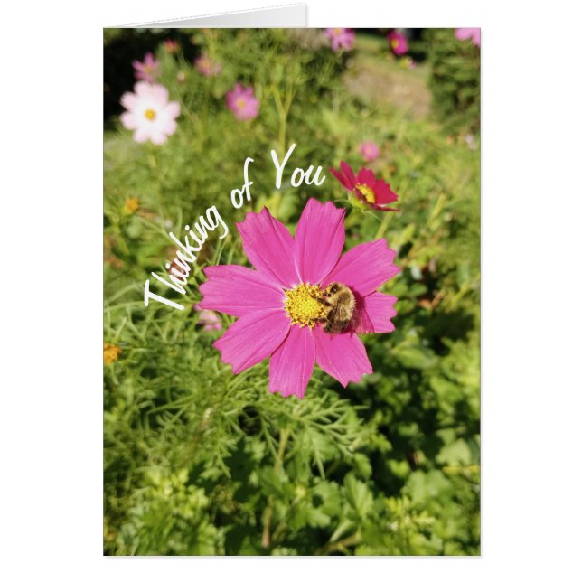 Vivid rose Cosmos Flower Penser de votre carte (Devant)