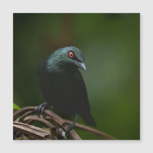 Vivid yeux rouges de l'asiatique lustré Starling