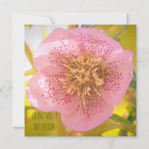 Vivre avec intention. Helleborus (Rose de Lenten)
