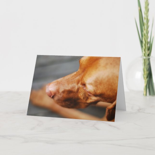 VIZSLA - carte vierge (Devant)