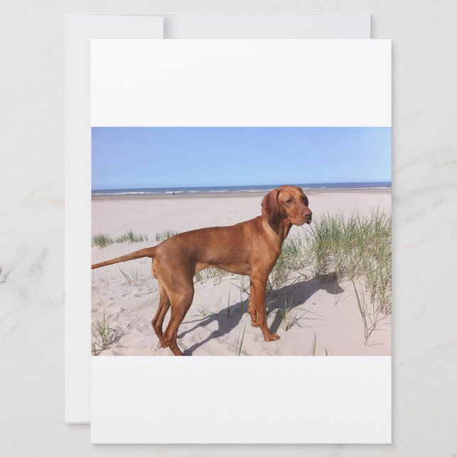 vizsla pleine (Devant)