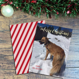 Vœux En Aluminium Carte de Noël moderne à motif de chien unique avec