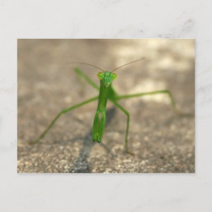 Voici la carte postale de vous (avant)