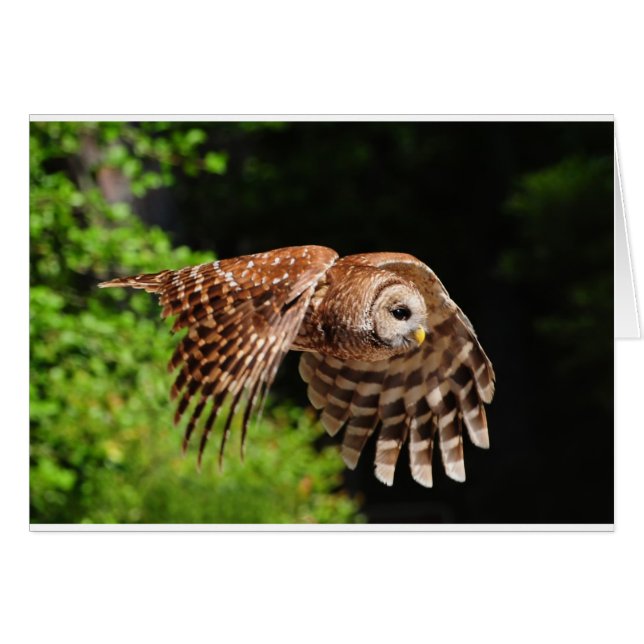 Voici le magnifique hibou (Devant horizontal)