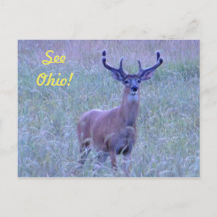 Voir Ohio ! Carte postale (Whitetail Buck)