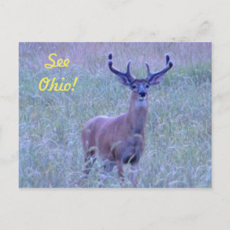 Voir Ohio ! Carte postale (Whitetail Buck)