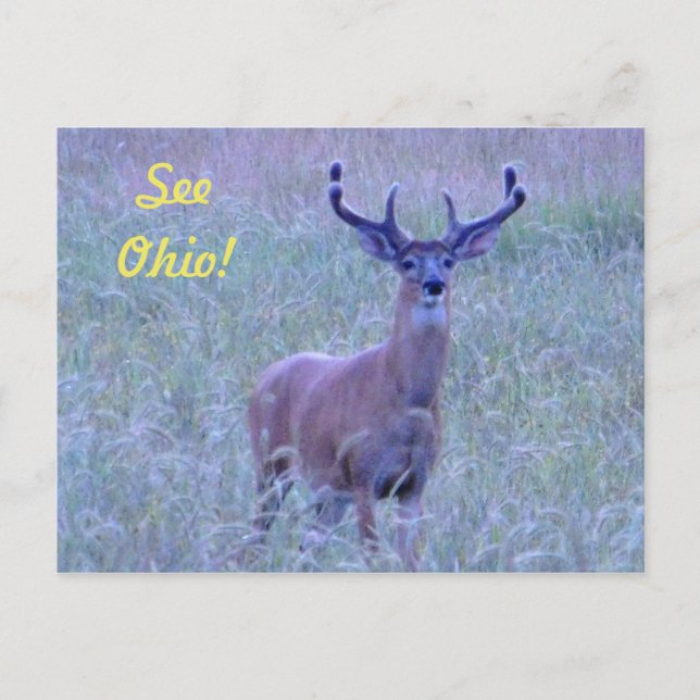 Voir Ohio ! Carte postale (Whitetail Buck) (Devant)