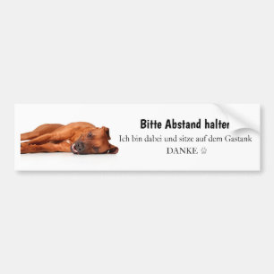 Voiture Autocollant de Rhodesian Ridgeback