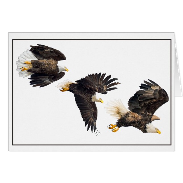 Vol d'aigle à tête blanche (Devant horizontal)