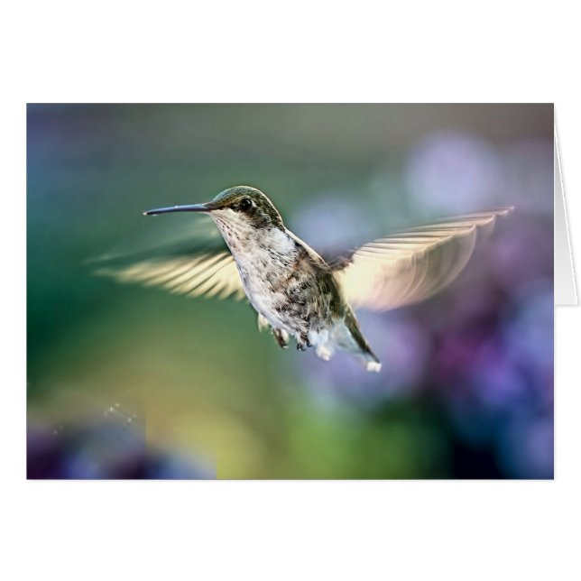 Vol de colibri (Devant horizontal)