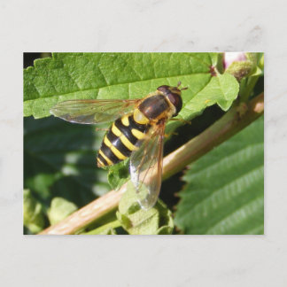 Vol stationnaire ~ carte postale