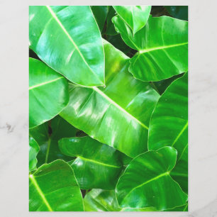 Volage vert tropical