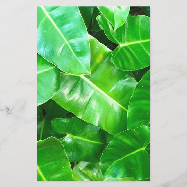 Volage vert tropical (Devant)