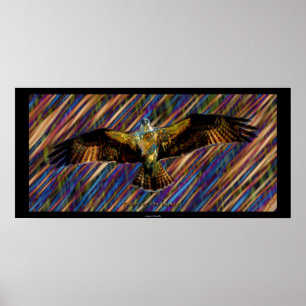 Voler OSPREY Raptor Modern Art Poster