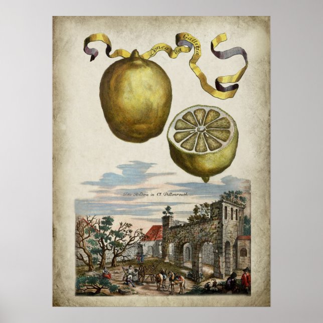 Volkamer Citrus Lemon affiche paysagère italienne (Devant)
