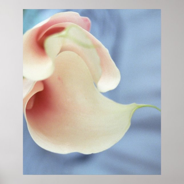 Vortex White Calla Lilies Art Imprimer Poster Phot (Devant)