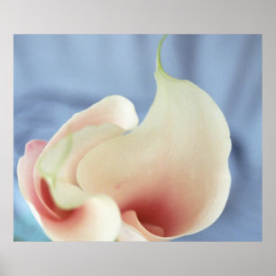 Vortex White Calla Lilies Art Imprimer Poster Phot