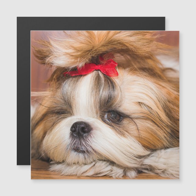 Votre chien de chien chiot photo cadeau carte magn (Devant / Derrière)