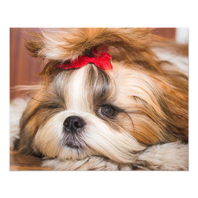 Votre chiot chien animal de compagnie photo person (Devant)